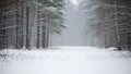 Tranquil Winter Forest Path During Snowfall Royalty Free Stock Photo
