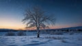 Lone Birch Standing Tall in the Snowy Winter Landscape at Sunset Royalty Free Stock Photo