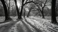 Winter Serenity: Bare Trees Cast Shadows on a Snow-Covered Landscape in Black and White Royalty Free Stock Photo