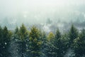Serene Winter Landscape, Snowy Forest of Towering Trees, A blizzard obscuring the view of a once vivid evergreen forest, AI Royalty Free Stock Photo