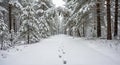 Snowy Forest Path with Animal Tracks in Winter Landscape Royalty Free Stock Photo