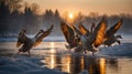 Majestic Geese Landing on Icy Water at Sunset Royalty Free Stock Photo