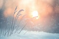 Serene winter sunrise with snow-covered grasses and bokeh effect Royalty Free Stock Photo