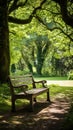 A Serene Wooden Bench Under a Majestic Tree in a Peaceful Park