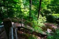 Serene Wooden Boardwalk Winding Through Lush Green Forest in Fitzgerald Park