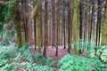 Serene Woodlands with soft lighting