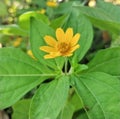 Serene yellow flowers and green leaves