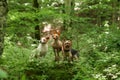 A serene Yellow Labrador dog rests on a forest trail