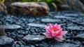 Serene Zen Garden with Black Stones and Pink Waterlily Royalty Free Stock Photo