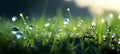 Serenely blurred and defocused natural green grass background with enchanting water droplets bokeh Royalty Free Stock Photo