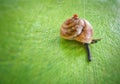 Serenely Sluggish: Close-up Capture of a Curious Snail