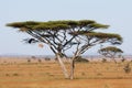 Serengeti acacia Royalty Free Stock Photo