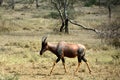 The common tsessebe or sassaby Damaliscus lunatus lunatus antelope in its natural environment