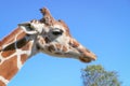 Serengeti Giraffe Headshot & Background With Tree