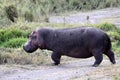 The common hippopotamus Hippopotamus amphibius