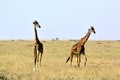 Two Masai giraffes in natural environment Royalty Free Stock Photo
