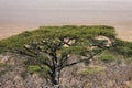 Serengeti landscape