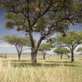 Serengeti landscape