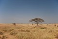 Serengeti Landscape