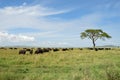 Buffalos in Serengeti, Tanzania, Africa Royalty Free Stock Photo