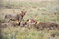 Group of young lions eating antelope in natural environment