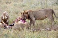 Group of young lions eating antelope in natural environment