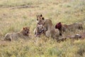 Group of young lions eating antelope in natural environment