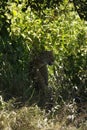 Serengeti male Leopard Royalty Free Stock Photo