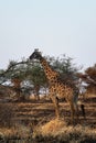 Serengeti National Park Giraffe Royalty Free Stock Photo
