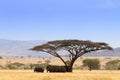 Serengeti National Park landscape, Tanzania, Africa