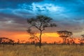 Serengeti national park in northwest Tanzania