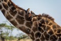 Serengeti National Park, Tanzania - Oxpeckers Feeding on a Giraffe