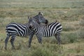 Serengeti National Park, Tanzania - Zebras Royalty Free Stock Photo