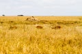 Impala Aepyceros melampus antelope in Serengeti National Park Royalty Free Stock Photo