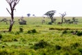 Serengeti National Park Landscape, Tanzania