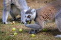 Serengeti Park in Germany