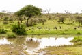 Serengeti Park Landscape with Marabou storks by lake