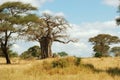 The Serengeti