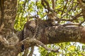 Serengeti's Alert Leopard Awakens from Tree-Top Slumber