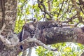 Serengeti Slumber: Leopard Resting Peacefully in Tree, Tanzania