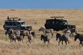 Serengeti, Tanzania - 05 Jan 2017: Zebra on safari in Kenia and Tanzania, Africa Royalty Free Stock Photo