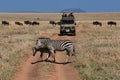 Serengeti, Tanzania - 05 Jan 2017: Zebra on safari in Kenia and Tanzania, Africa Royalty Free Stock Photo