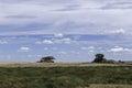 Tanzania, Serengeti, beautiful landscape of the Serengeti with Kopjes granite rocks