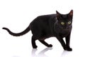 Serengeti thoroughbred cat on a white background.