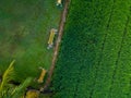 Serenity from Above: Aerial View of Tranquil Rice Fields and Benches