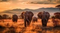 Serenity in the African Savanna: Elephants Grazing Amidst Golden Hour Splendor Royalty Free Stock Photo