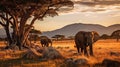 Serenity in the African Savanna: Elephants Grazing Amidst Golden Hour Splendor Royalty Free Stock Photo