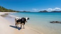 Serenity on the Beach: A Bovine Companion. Generative AI Royalty Free Stock Photo