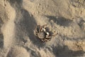 Serenity Beach - baby crab - Pondicherry tourism - India holiday destination - beach vacation Royalty Free Stock Photo