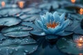 Concept Nature Photoshoot, Flower Aesthetics, Serenity Bloom A Blue Lotus Amidst Twilight Waters